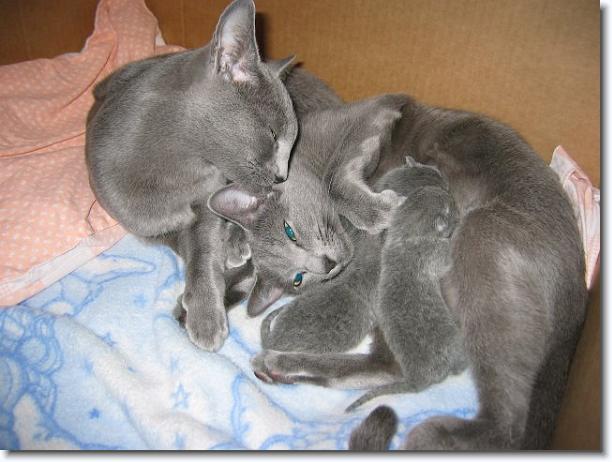 You have reached the last slide